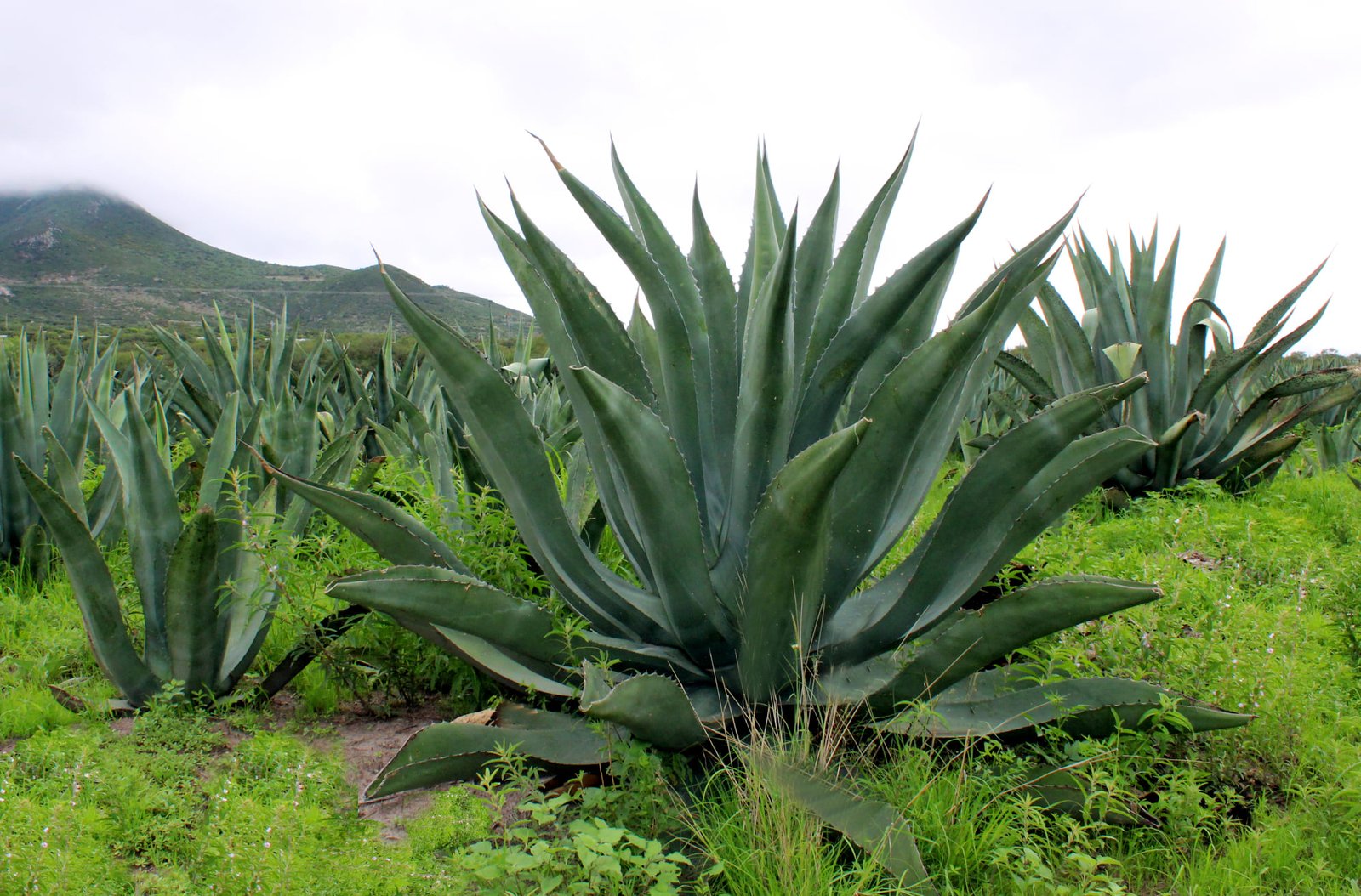 Agave